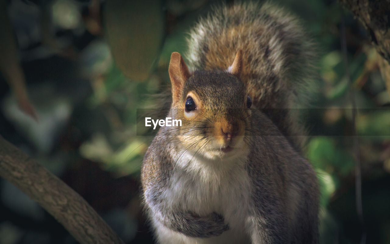 Portrait of squirrel eating outdoors