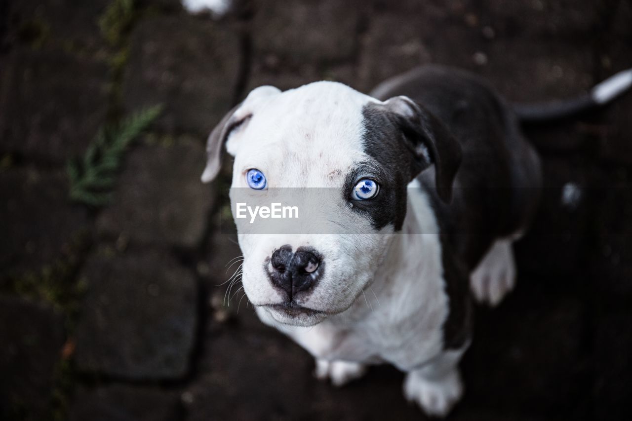 CLOSE-UP PORTRAIT OF DOG