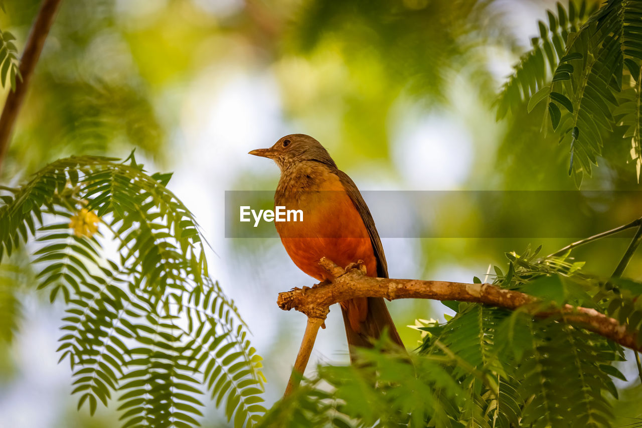 Rufus-bellied trush perching on a branch, defocused background