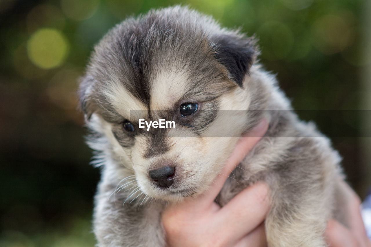 CLOSE-UP OF DOG HOLDING HAND