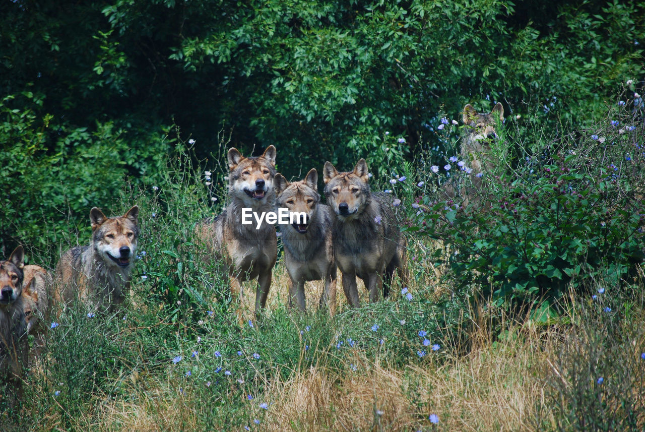 Wolves on grass against trees