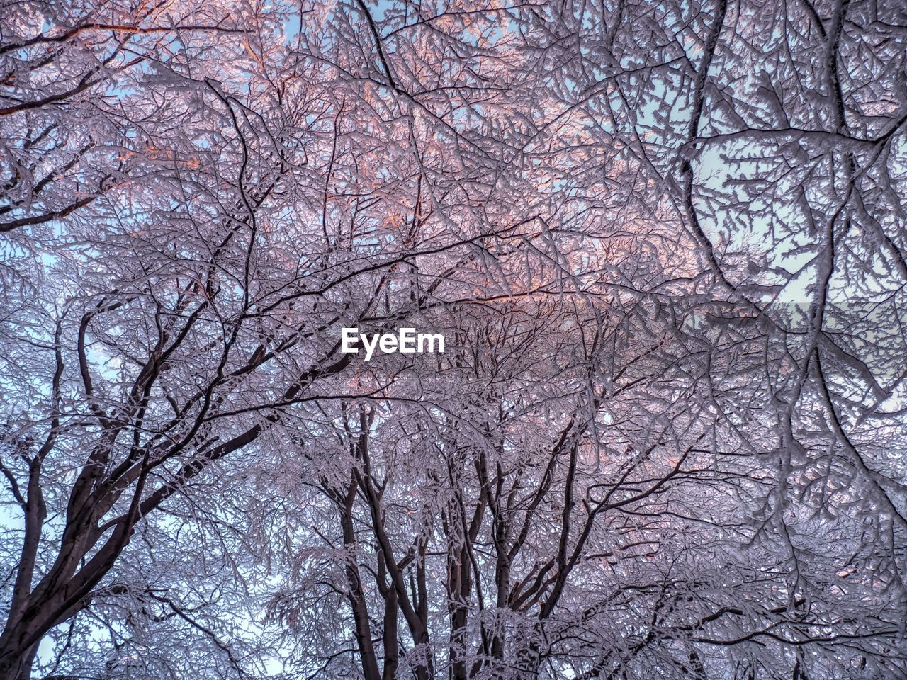 LOW ANGLE VIEW OF BARE TREES AGAINST SKY