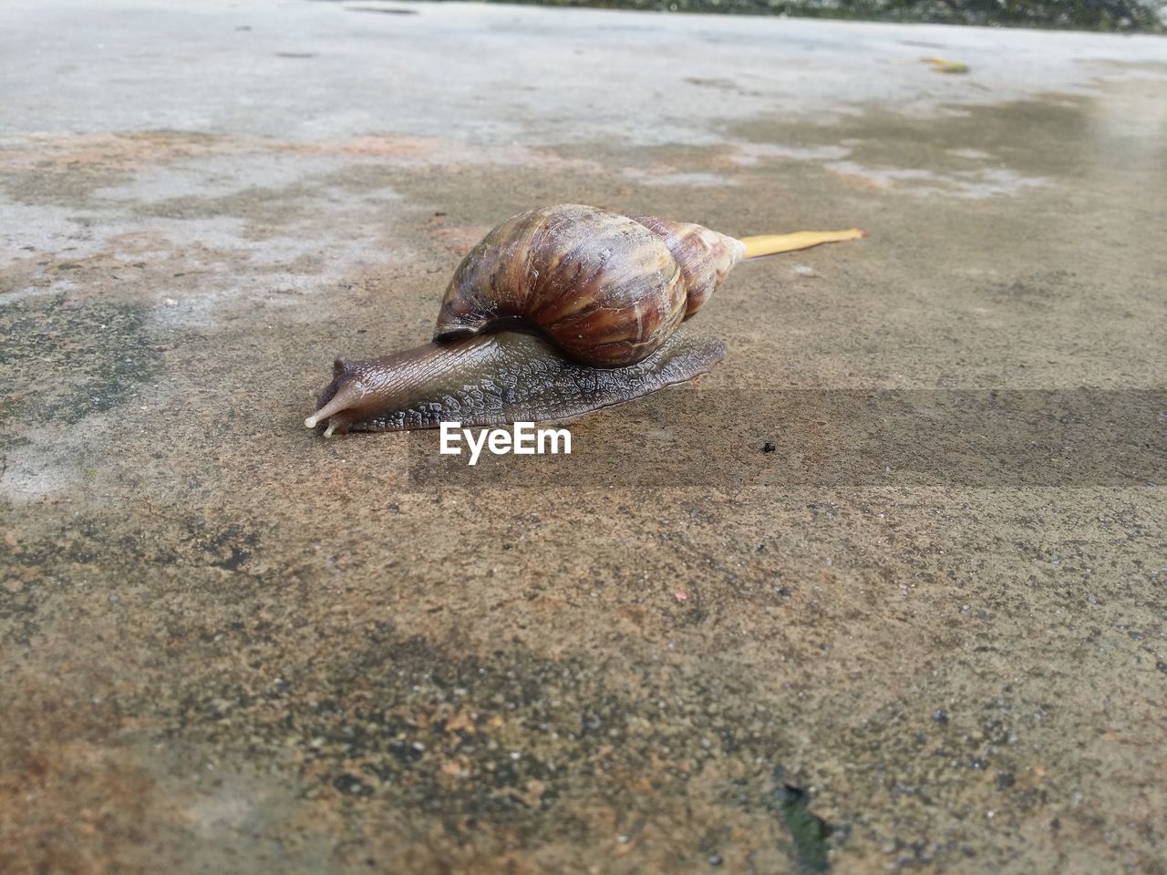 Snail on footpath