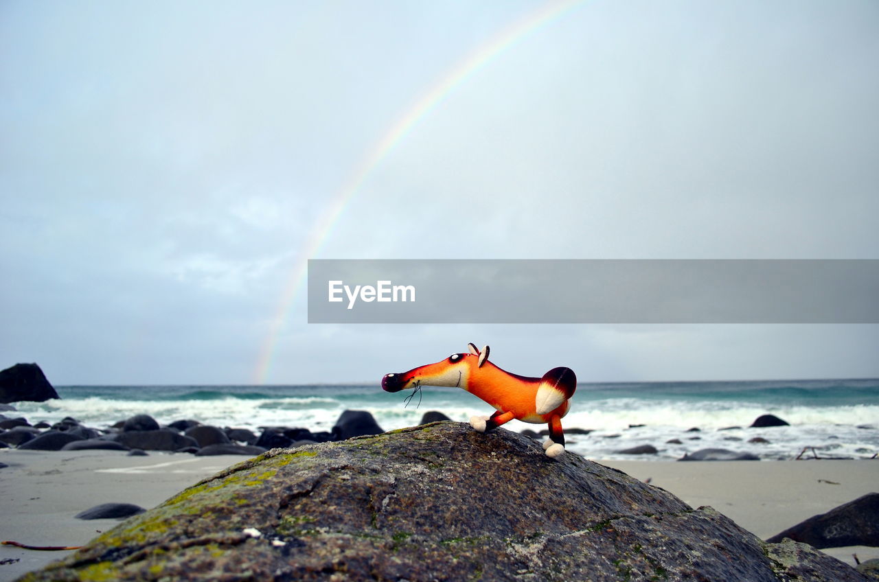 Puppet fox is chilling on the beach with rainbow on the sky