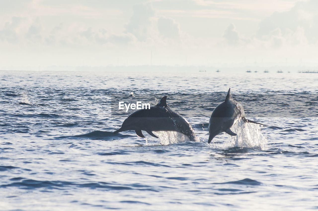 Dolphins jumping in sea