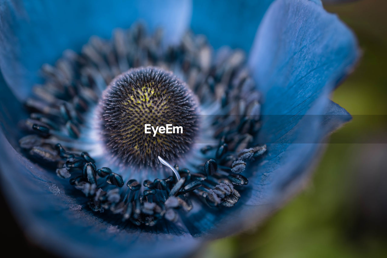 Close-up of blue anemone flower