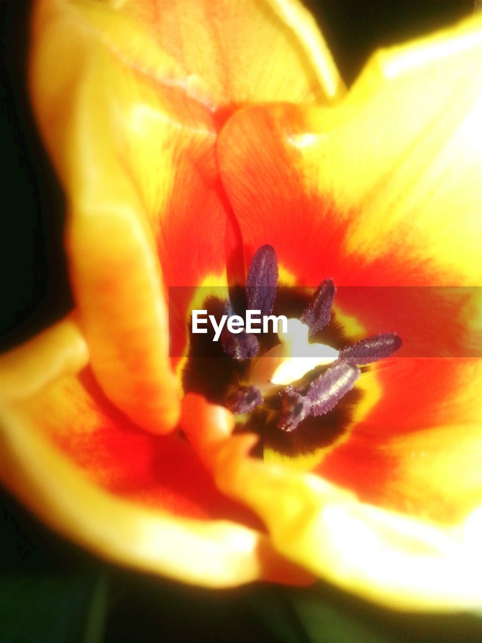 CLOSE-UP OF HONEY BEE ON FLOWER