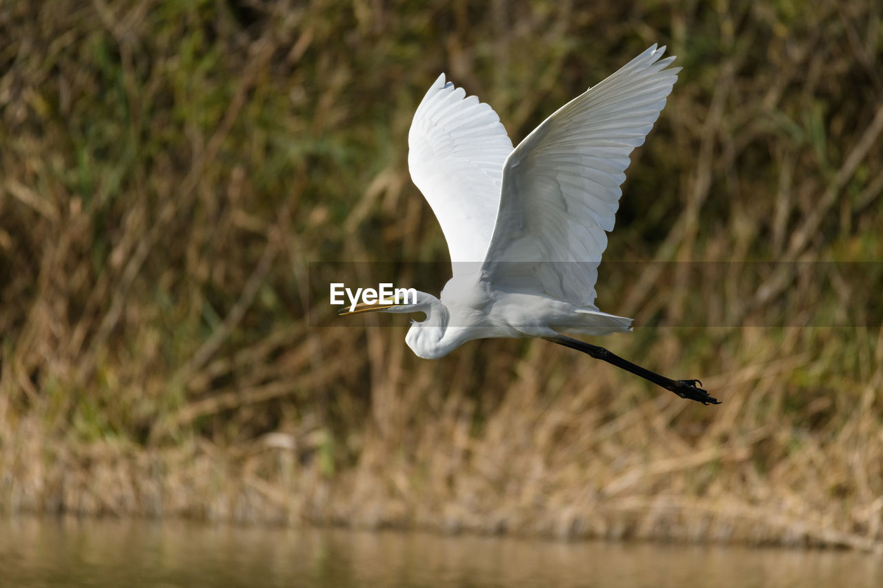 BIRD FLYING IN A SUNLIGHT