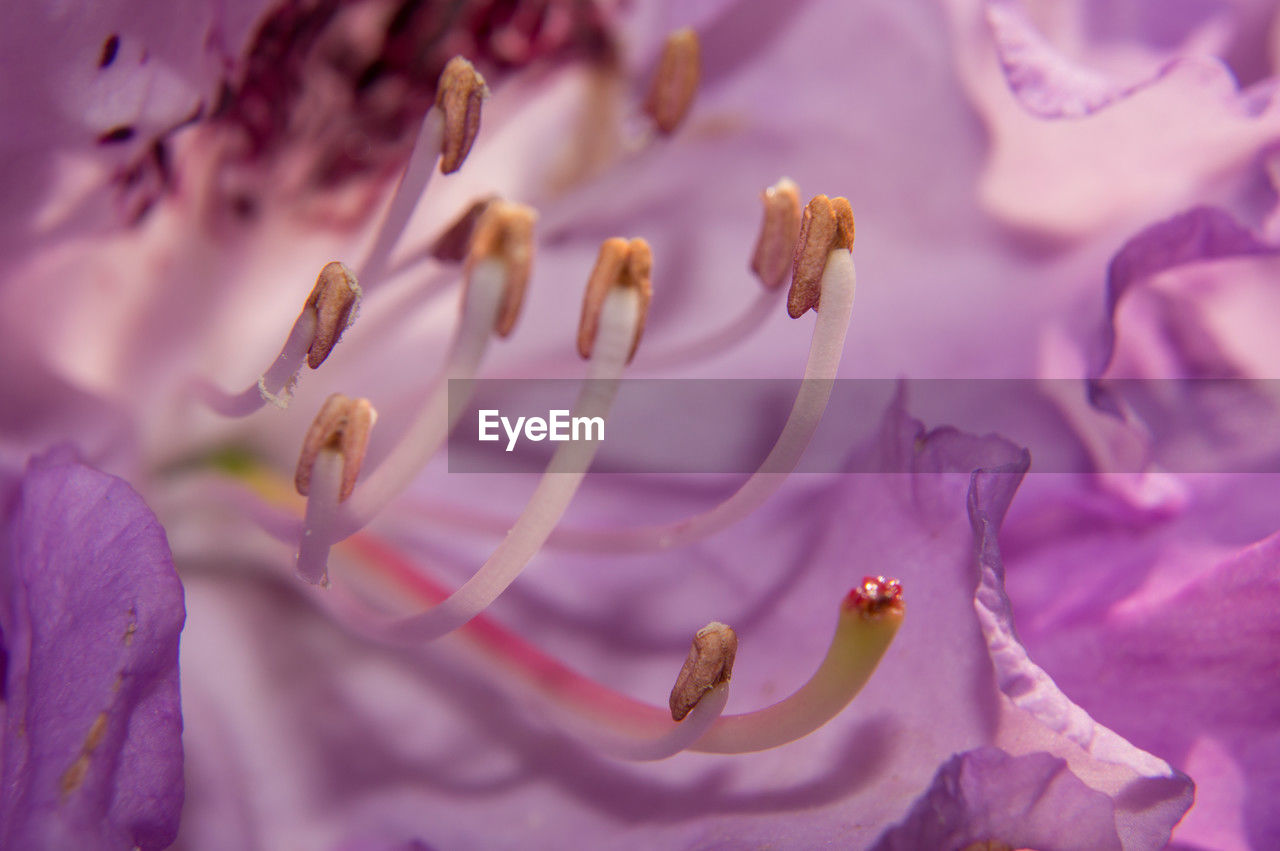 Close-up of purple flowering plant