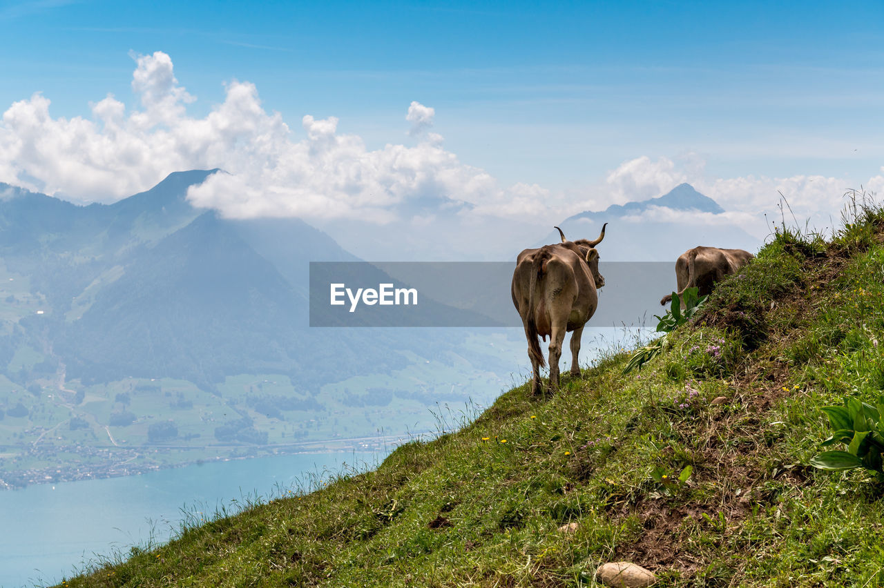 VIEW OF A HORSE ON MOUNTAIN