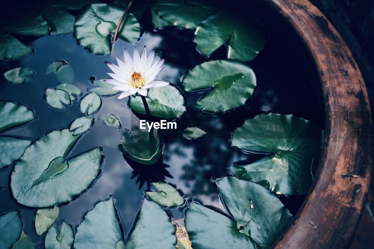 CLOSE-UP OF WATER LILIES ON LEAVES FLOATING ON POND