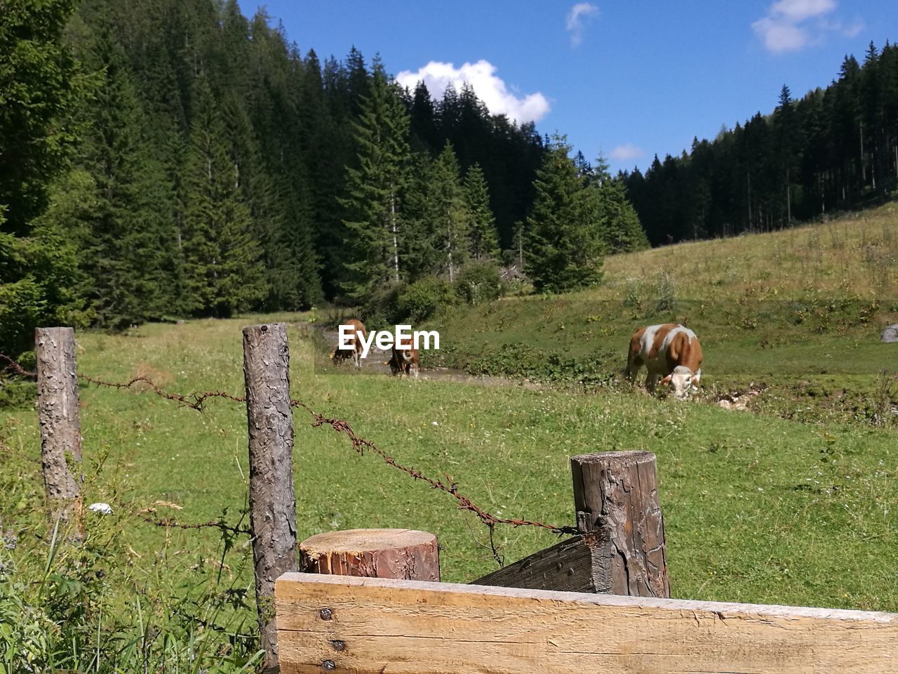 COWS ON LANDSCAPE AGAINST TREES