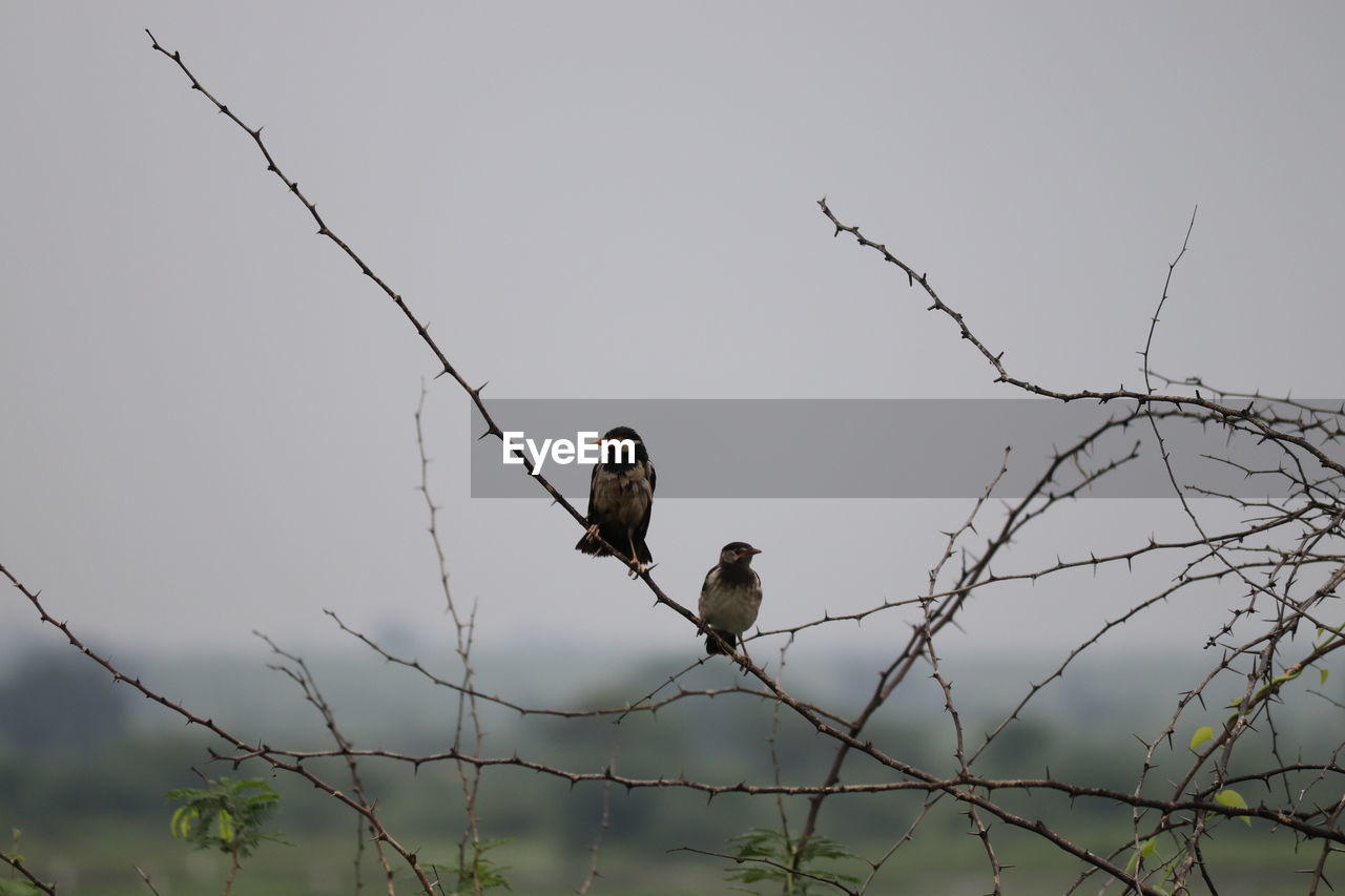 LOW ANGLE VIEW OF BIRDS PERCHING ON BRANCH