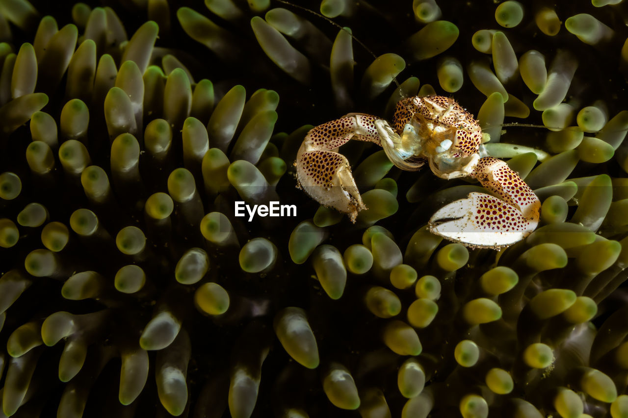 animal themes, animal, animal wildlife, wildlife, sea, yellow, sea life, one animal, macro photography, marine, underwater, undersea, water, nature, flower, close-up, aquarium, beauty in nature, reef, no people, marine biology, fish, green, swimming, coral, pomacentridae, outdoors