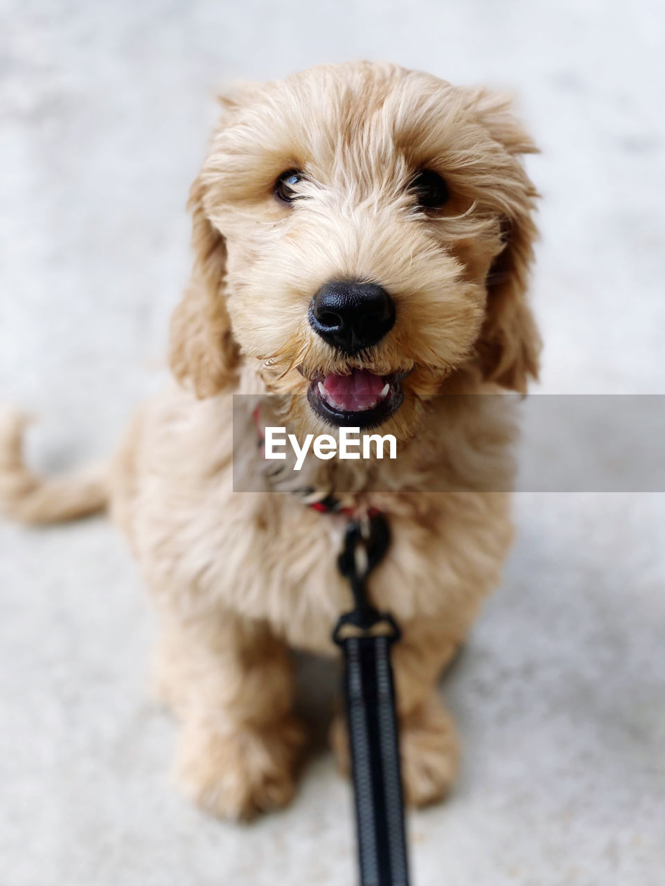 CLOSE-UP PORTRAIT OF DOG STICKING OUT TONGUE ON FLOOR