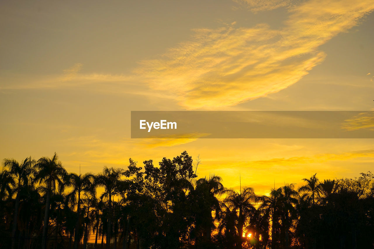 SILHOUETTE TREES AGAINST SUNSET SKY