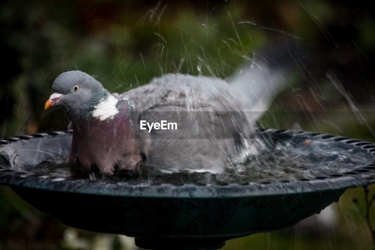 CLOSE-UP OF PIGEON PERCHING ON A WATER