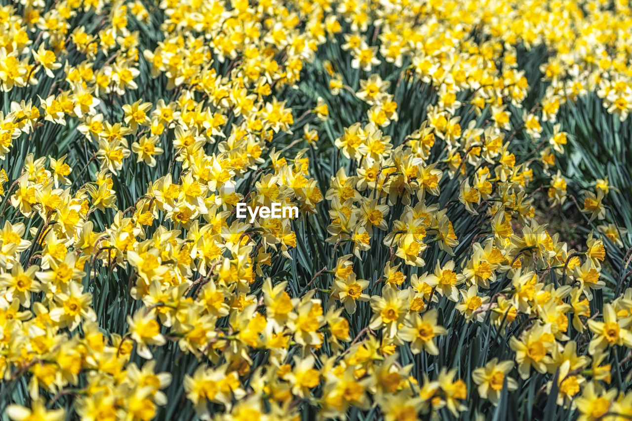 yellow, flower, flowering plant, plant, beauty in nature, growth, freshness, fragility, field, land, nature, flower head, abundance, no people, petal, day, inflorescence, full frame, backgrounds, meadow, landscape, rural scene, agriculture, springtime, outdoors, close-up, prairie, high angle view, selective focus, blossom, sunflower, tranquility, botany