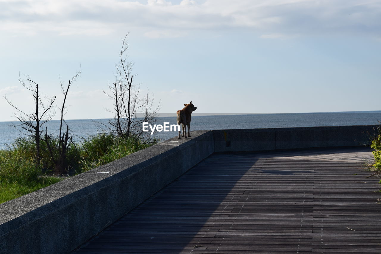 Dog standing on retaining wall by sea against sky