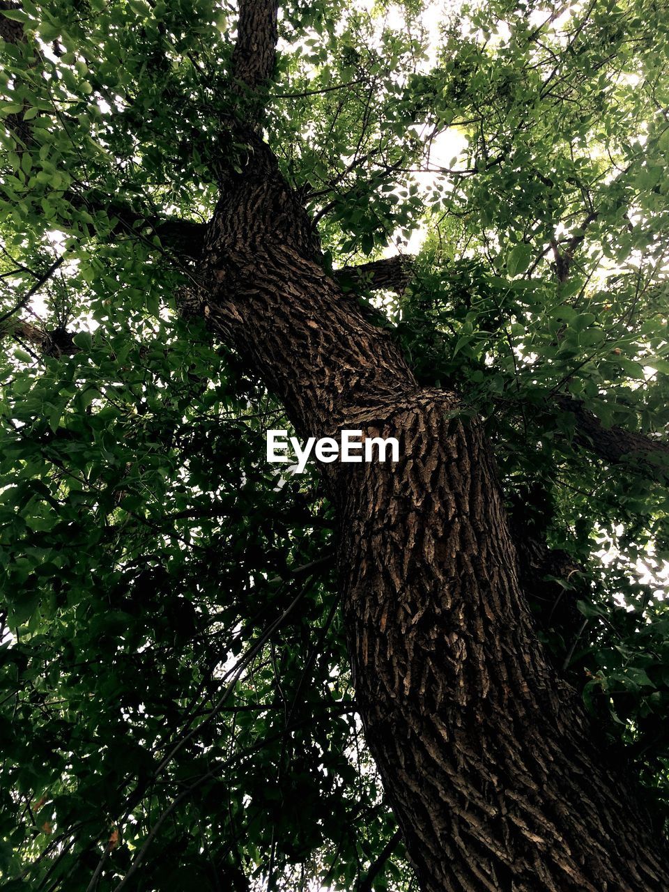 LOW ANGLE VIEW OF TREES IN THE FOREST