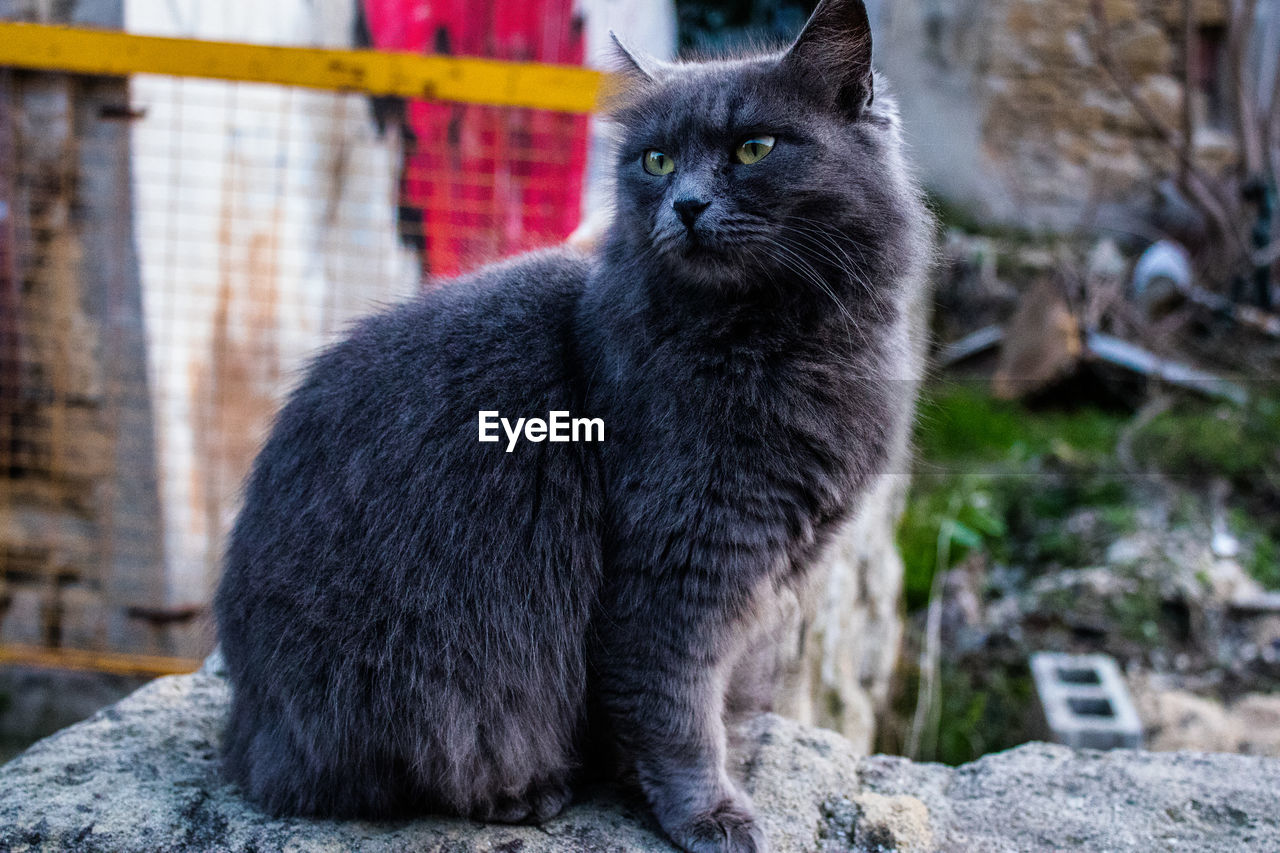 animal themes, animal, cat, pet, mammal, one animal, domestic animals, domestic cat, feline, small to medium-sized cats, whiskers, felidae, sitting, no people, focus on foreground, black, animal hair, looking, portrait, close-up, black cat, day, looking away, wild cat