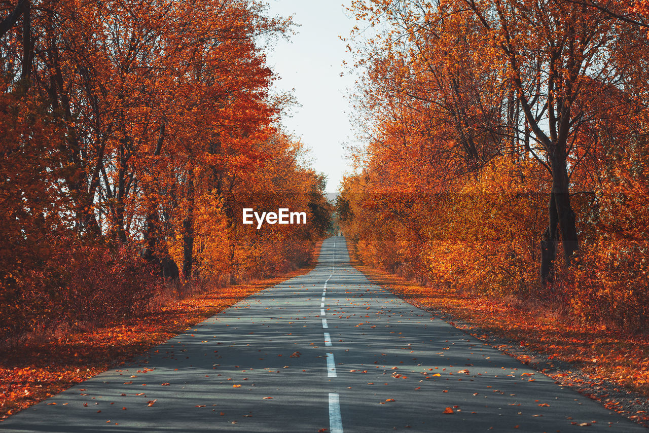 VIEW OF ROAD ALONG TREES