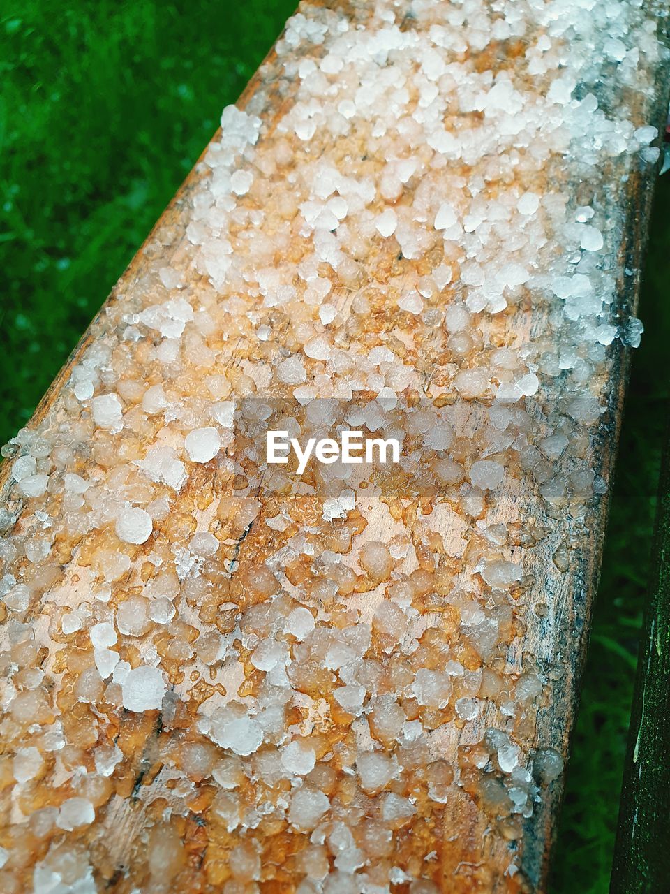 HIGH ANGLE VIEW OF LICHEN ON TREE TRUNK OF LAND
