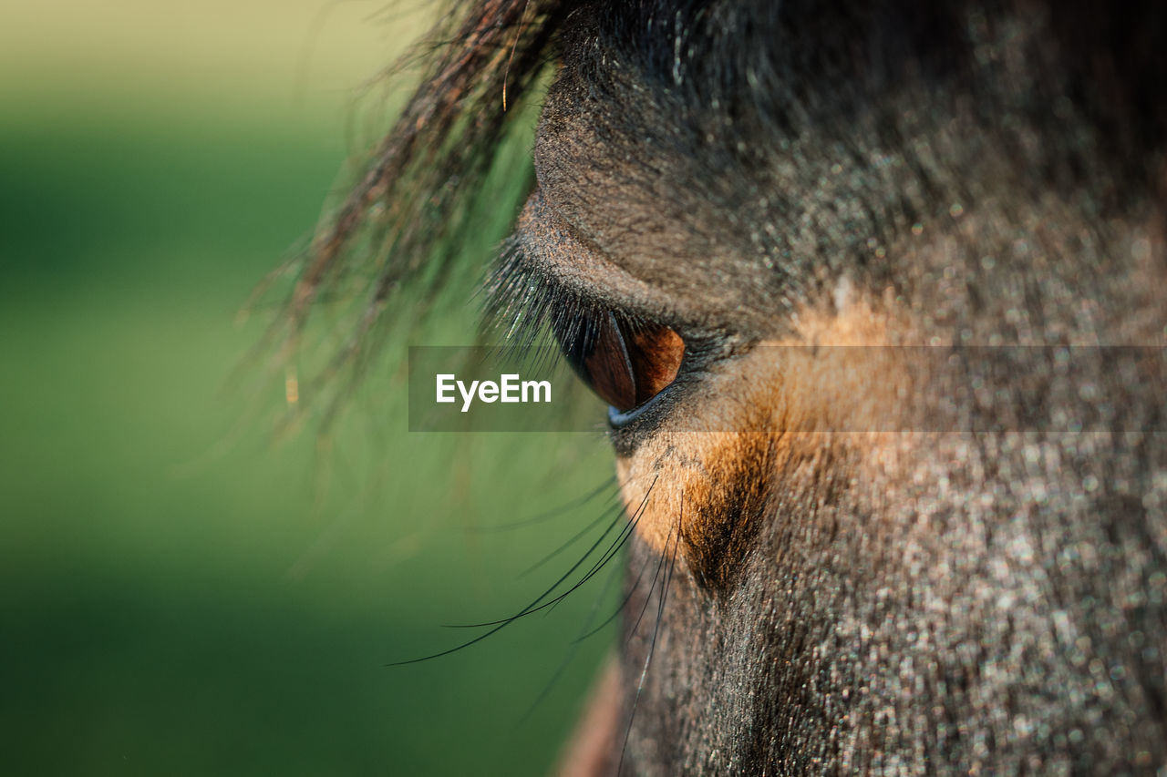 CLOSE-UP OF EYE