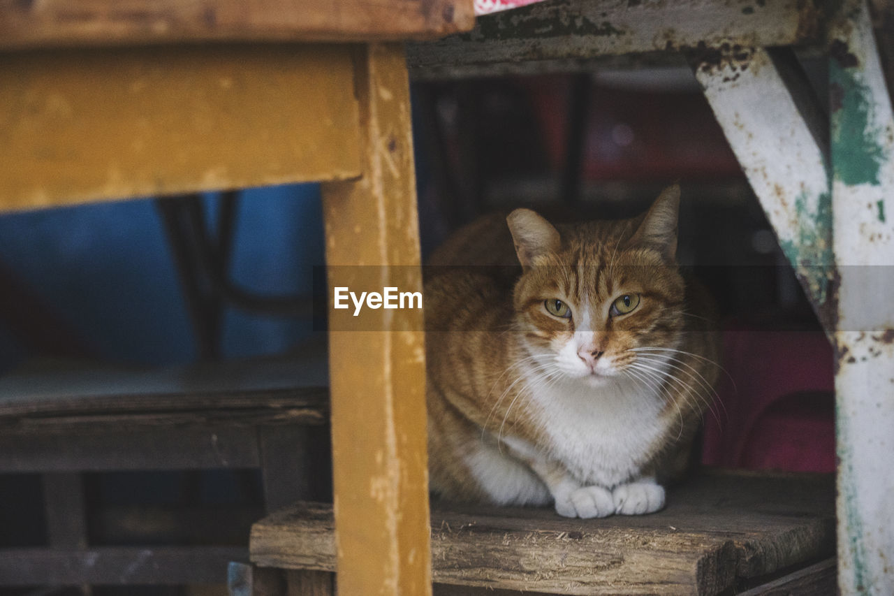 Portrait of a cat sitting on wood