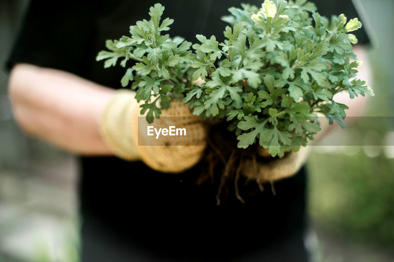cropped hand of person holding plant