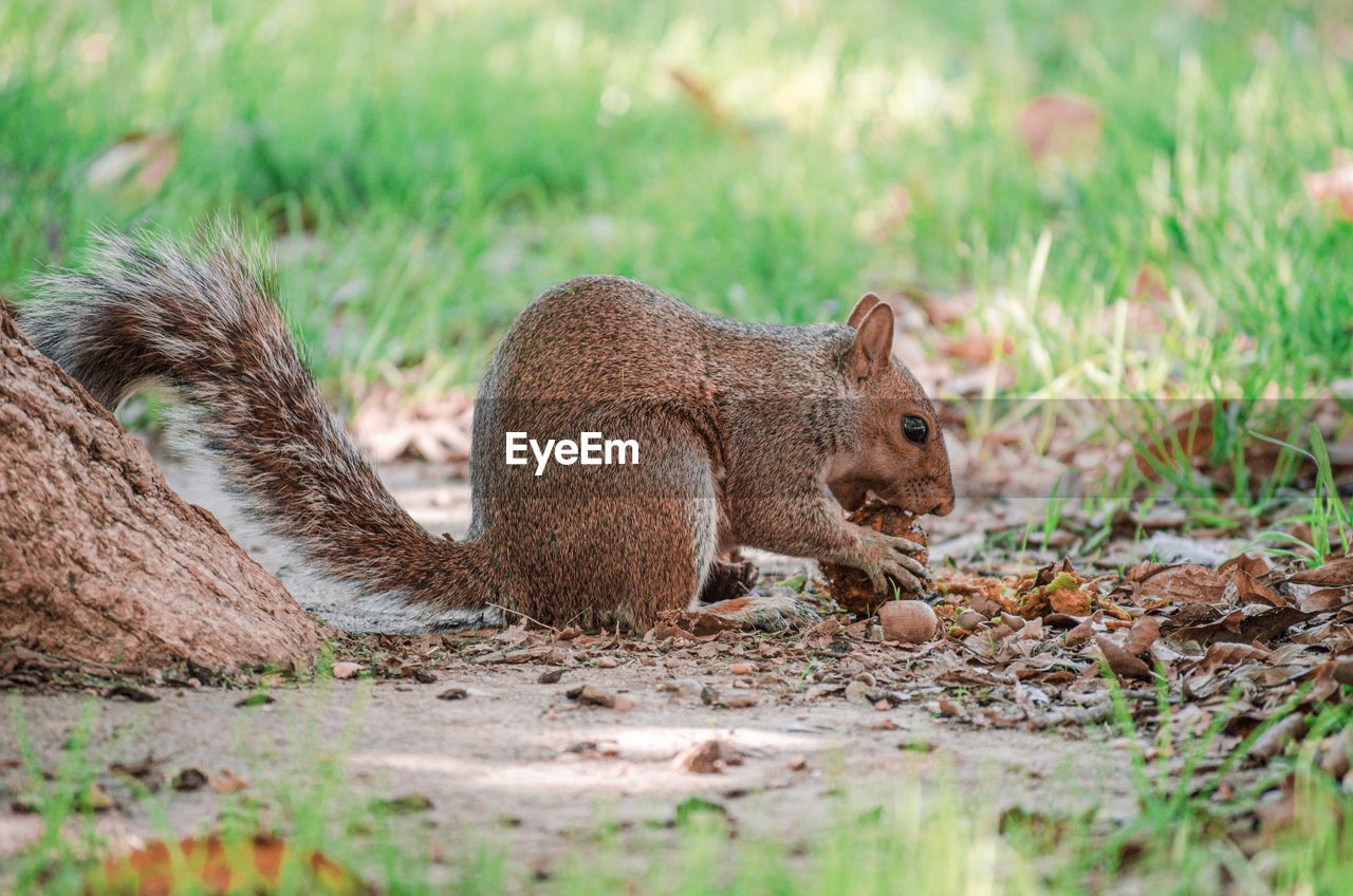 VIEW OF SQUIRREL ON FIELD