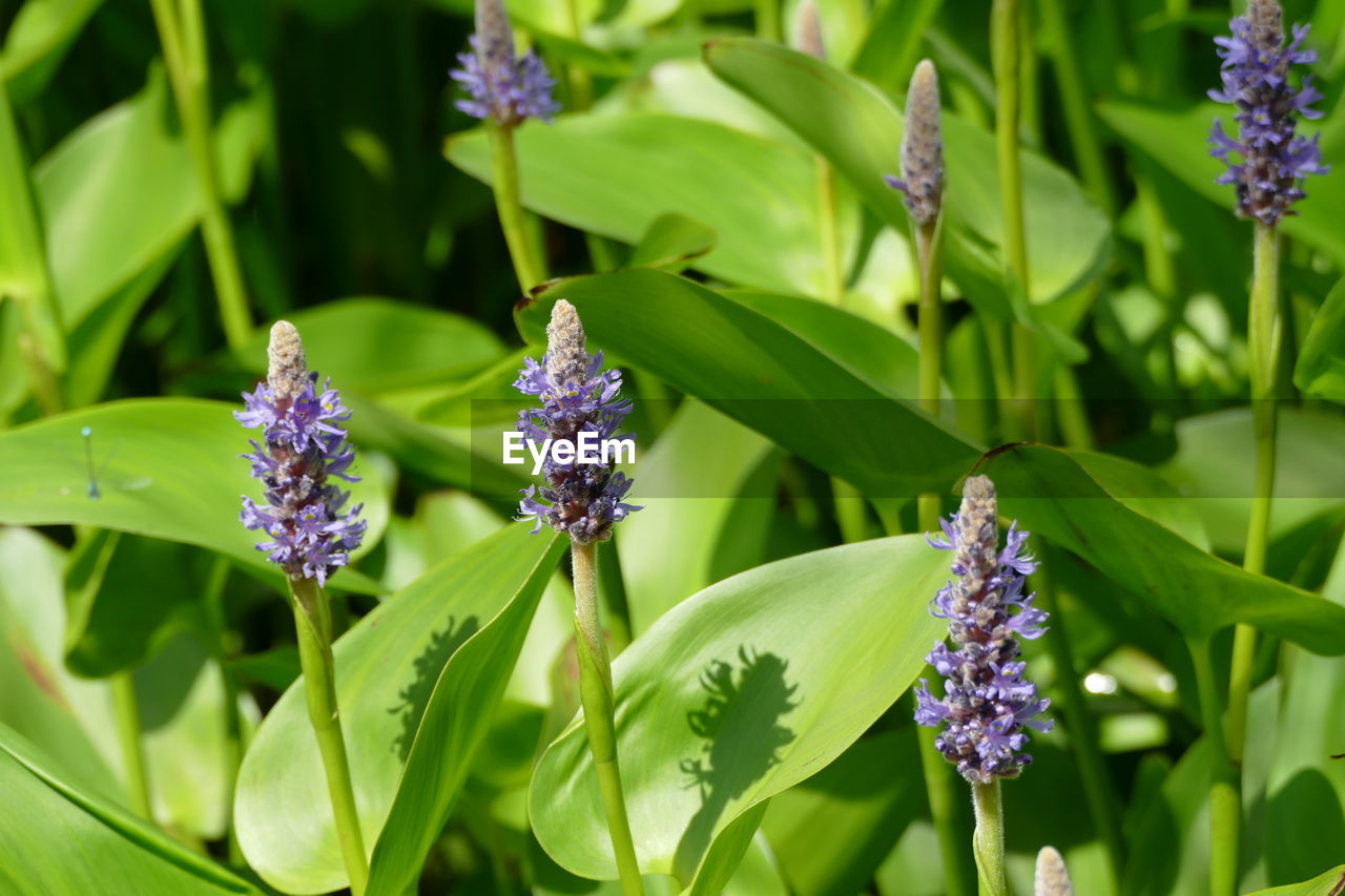 CLOSE-UP OF FRESH PURPLE FLOWERS IN BLOOM