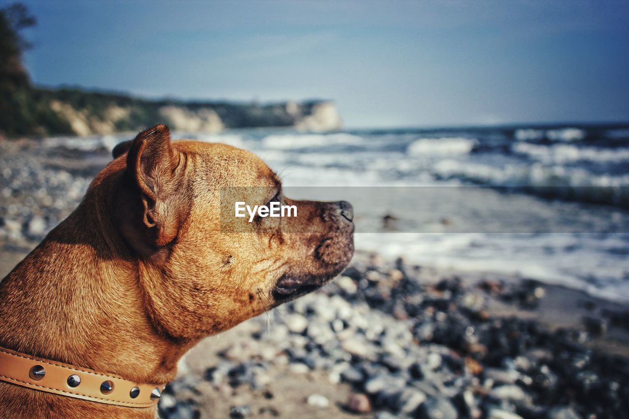 CLOSE-UP OF DOG AT BEACH