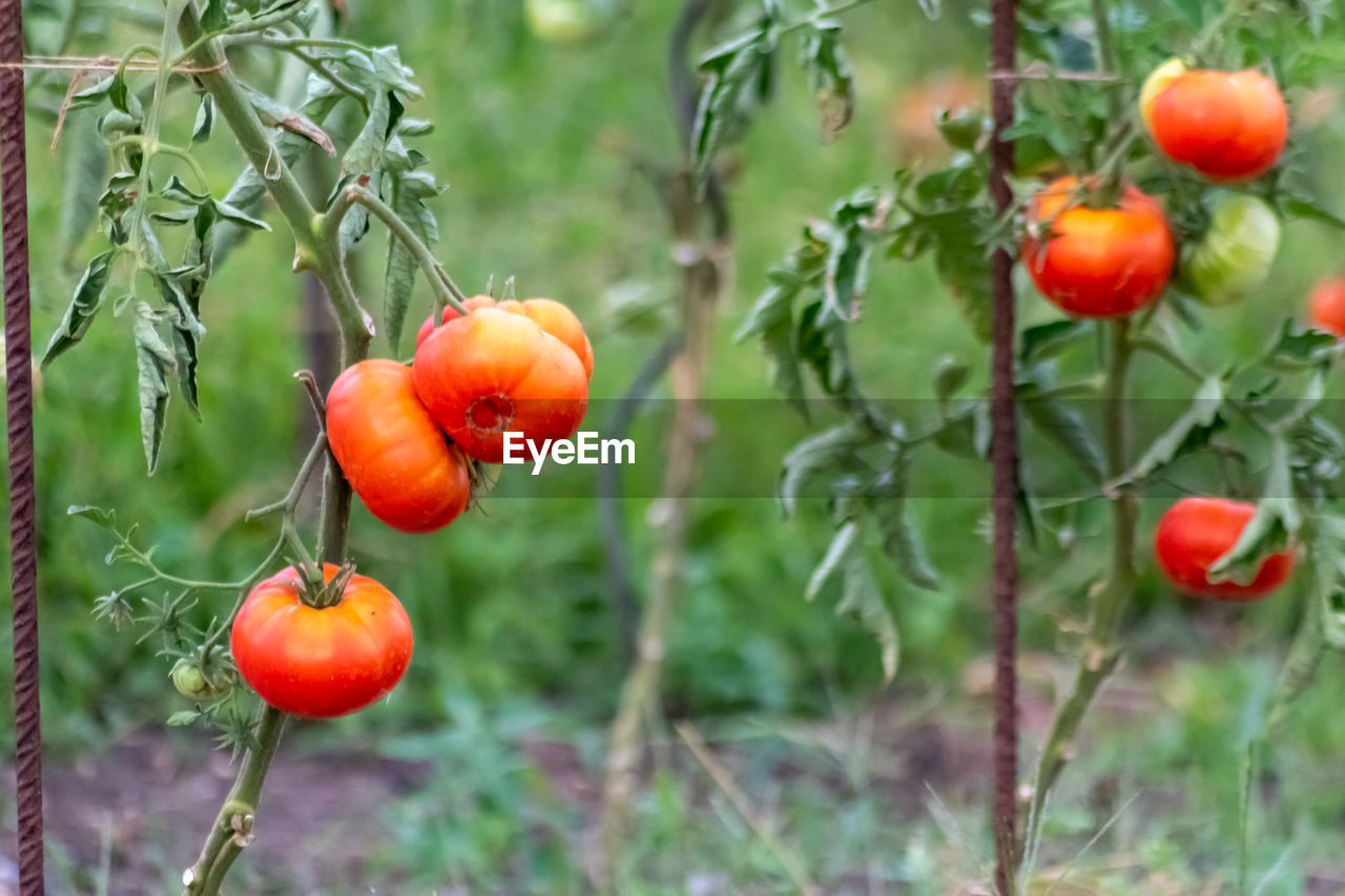 Cherry tomatoes grown at home and ripening and hanging in the vegetable garden as organic food