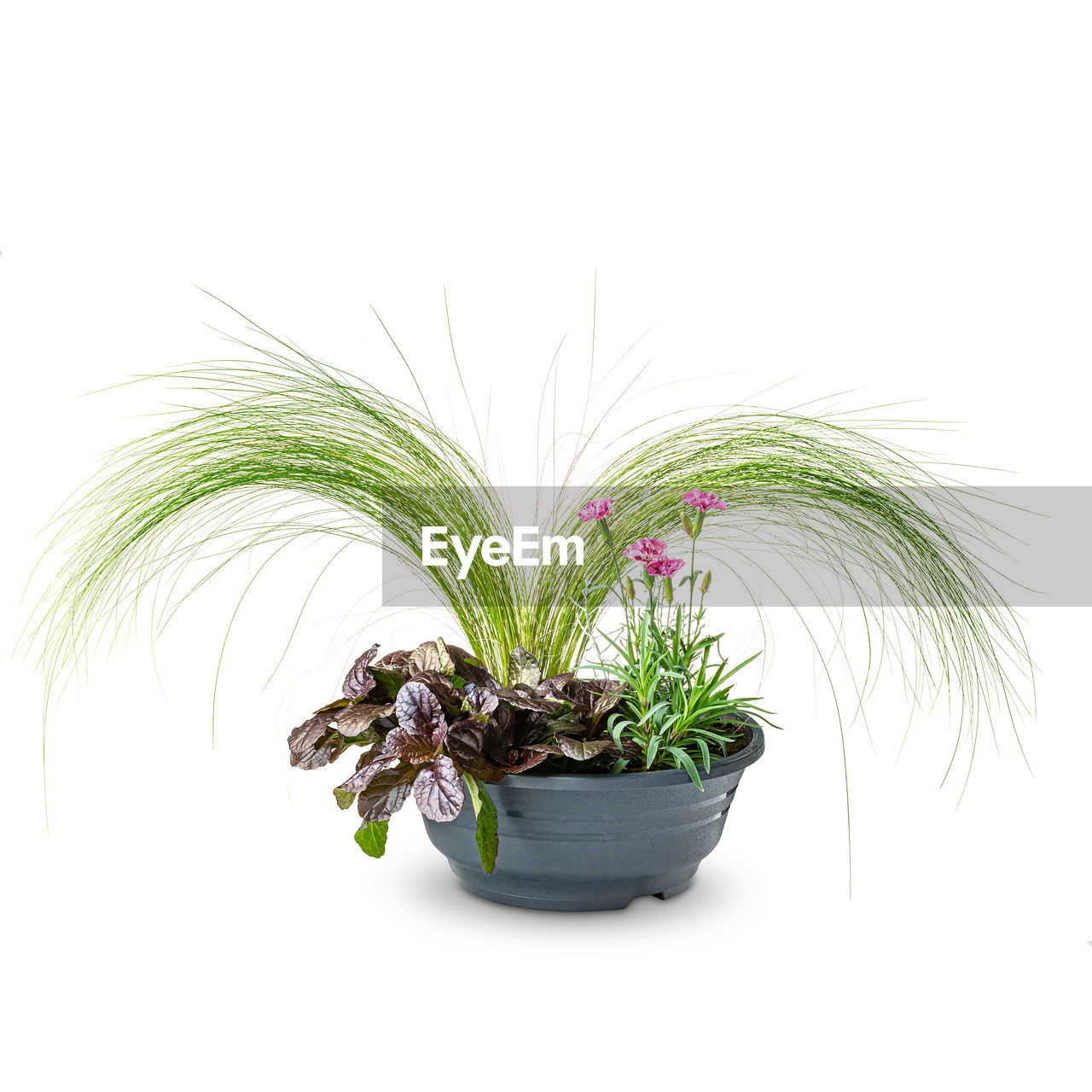 plant, nature, white background, leaf, growth, plant part, cut out, houseplant, grass, green, food, no people, food and drink, studio shot, herb, beauty in nature, indoors, palm tree, freshness, flower, copy space, branch, flowerpot, agriculture, potted plant