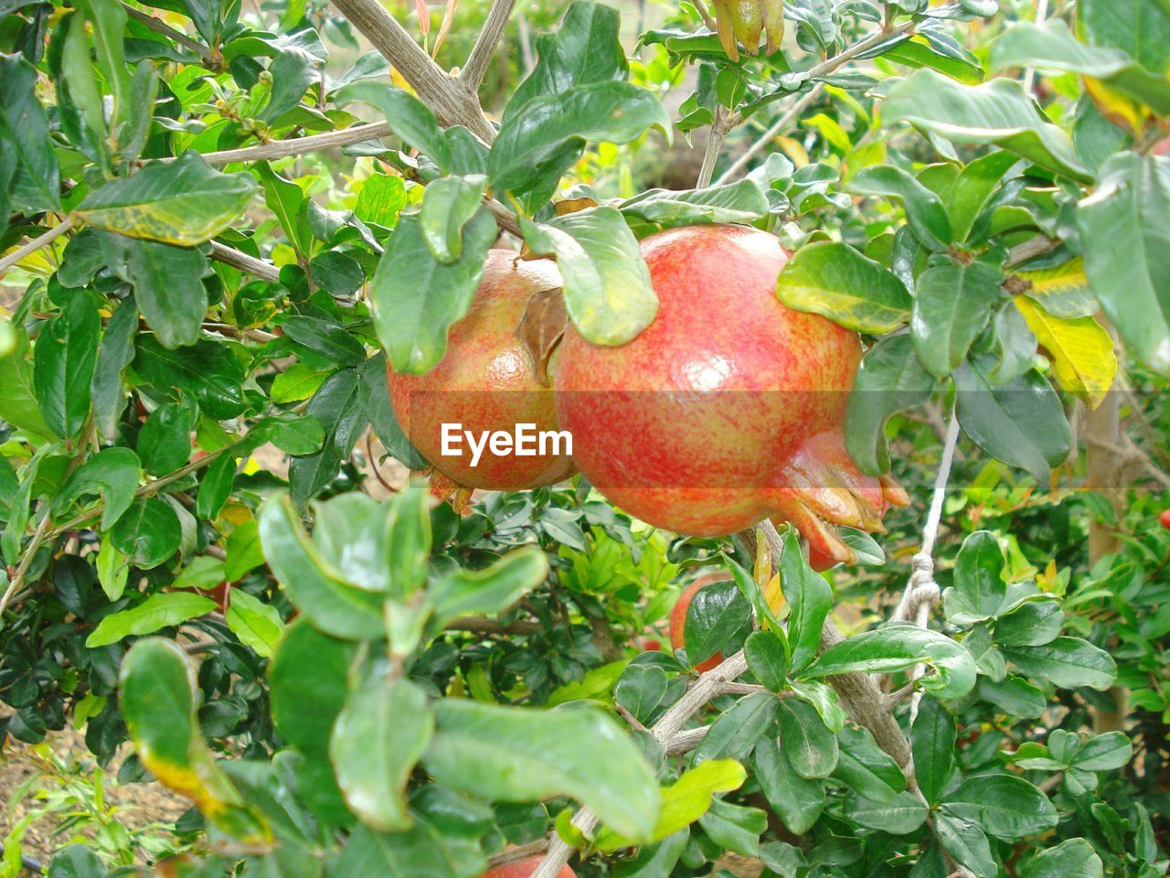 High angle view of pomegranates on tree