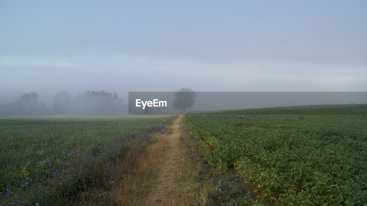 Scenic view of grassy field against sky during foggy weather