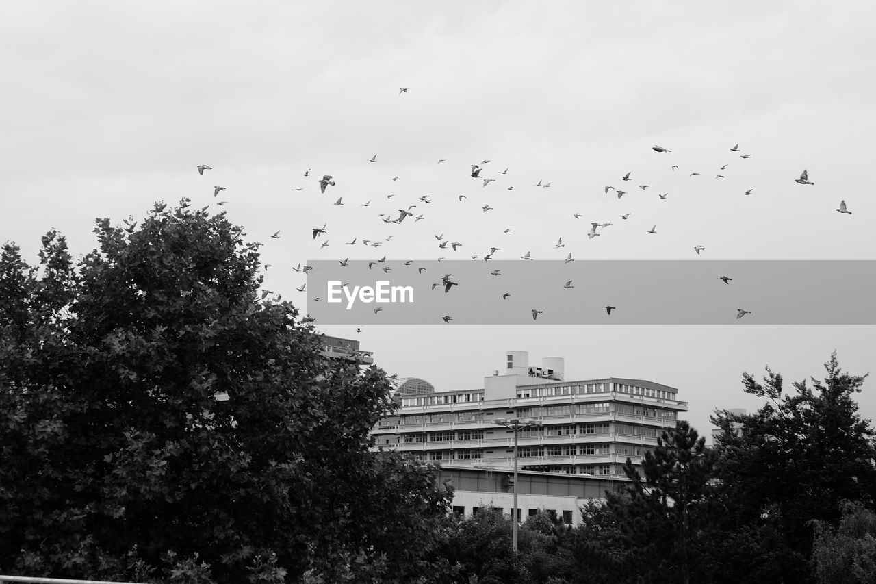 Low angle view of birds flying against sky at ruhr university bochum campus