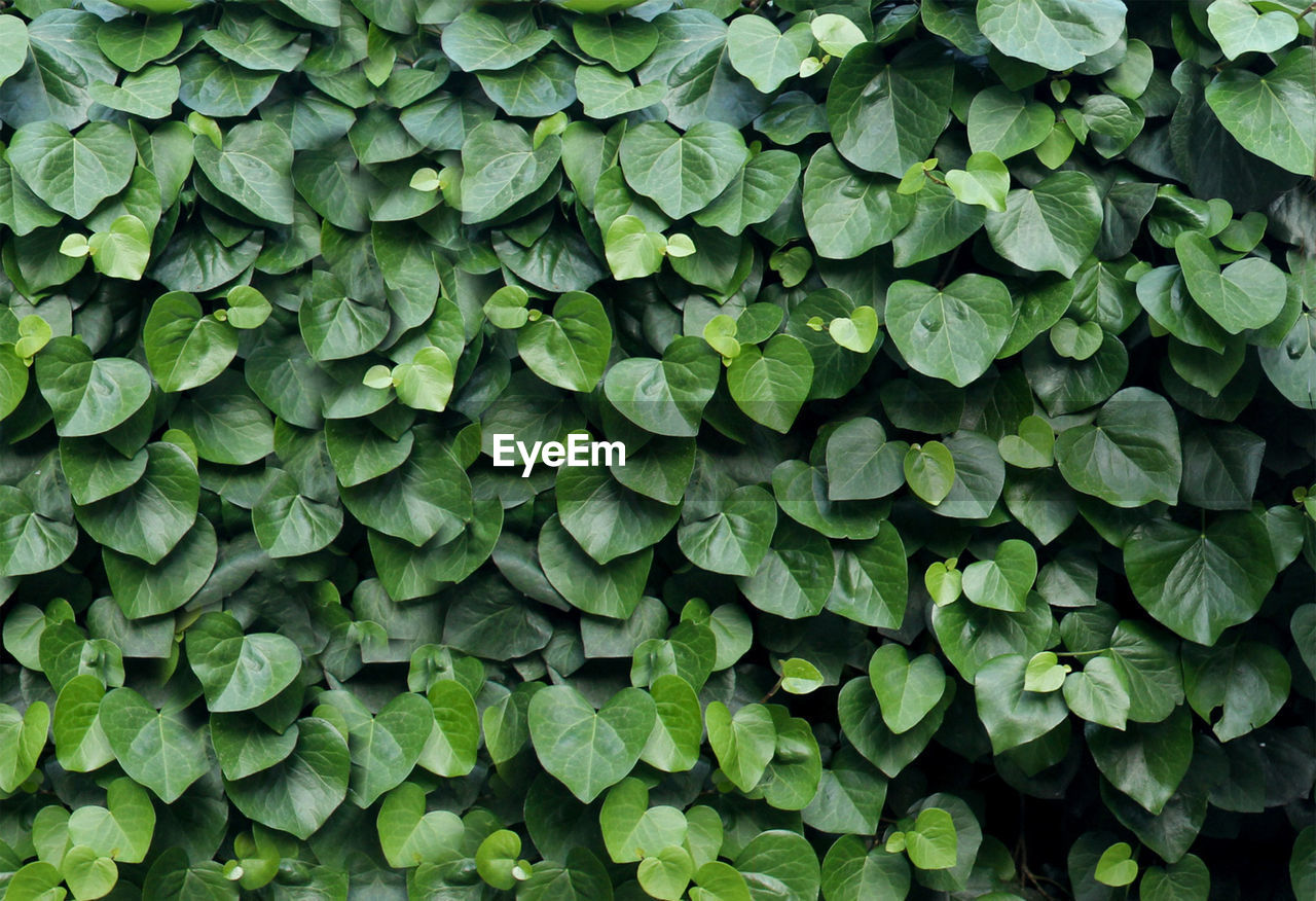 Background of green leaves in the shape of a heart.green leaf background