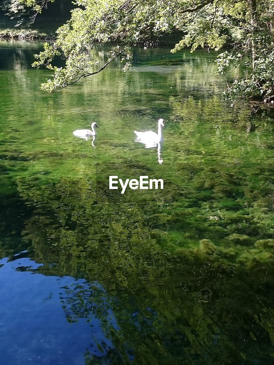 SWANS IN LAKE WATER