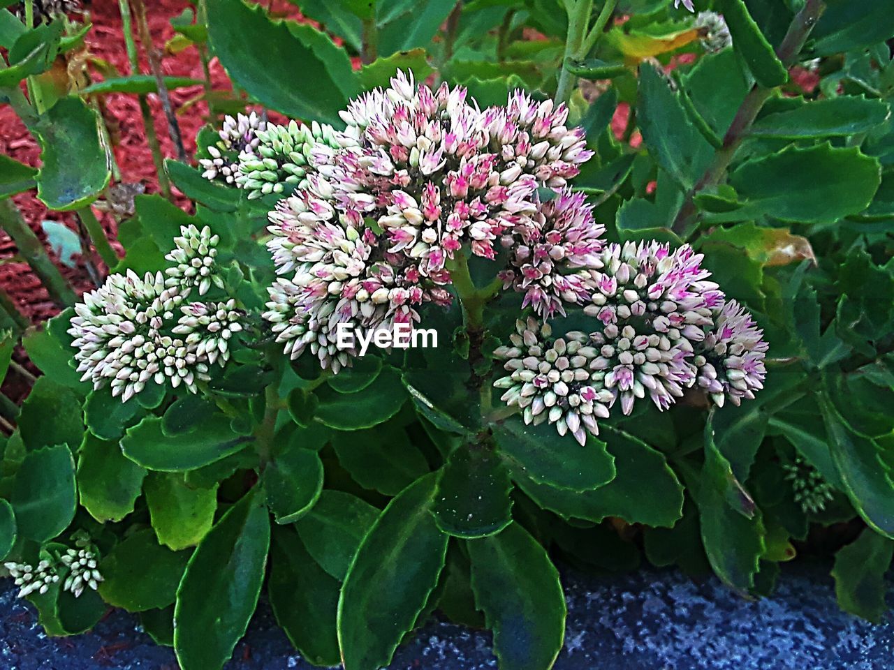 CLOSE-UP OF PURPLE FLOWERS BLOOMING IN PLANT