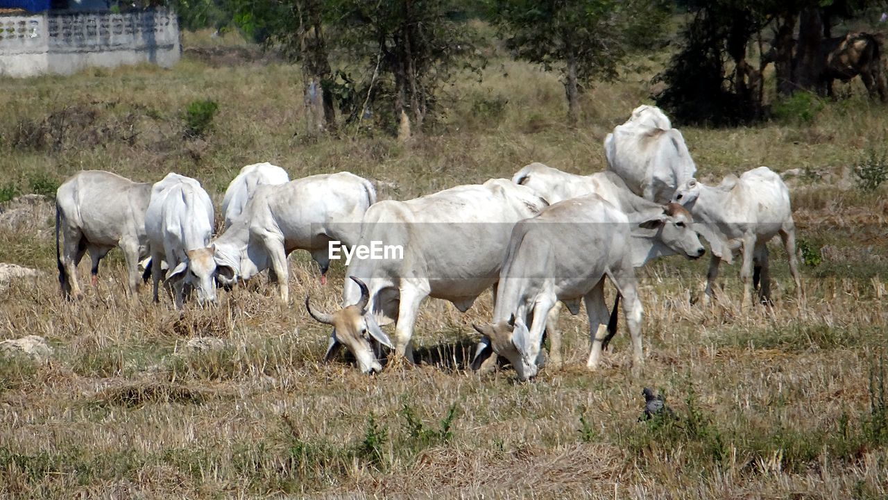 HORSES IN THE FIELD