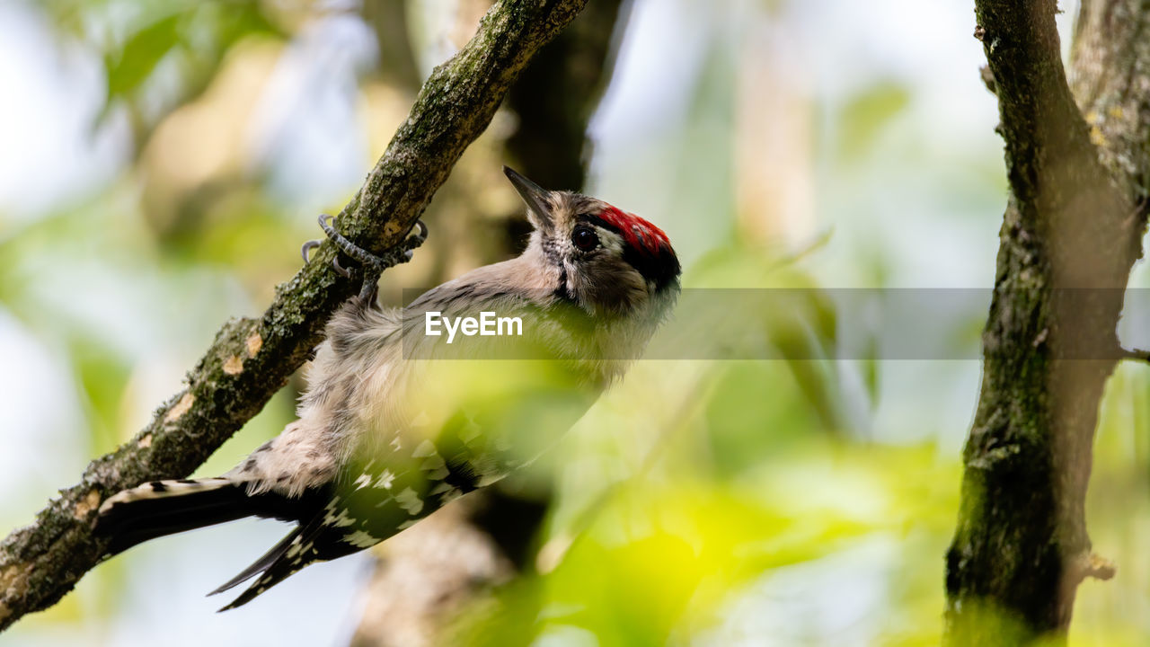 CLOSE-UP OF BIRD PERCHING ON PLANT