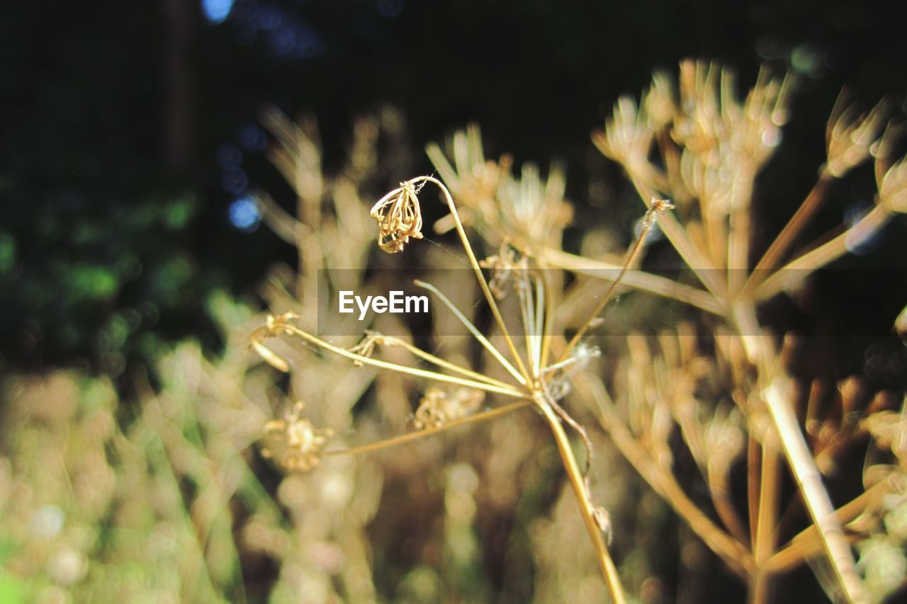 CLOSE-UP OF FLOWERING PLANT