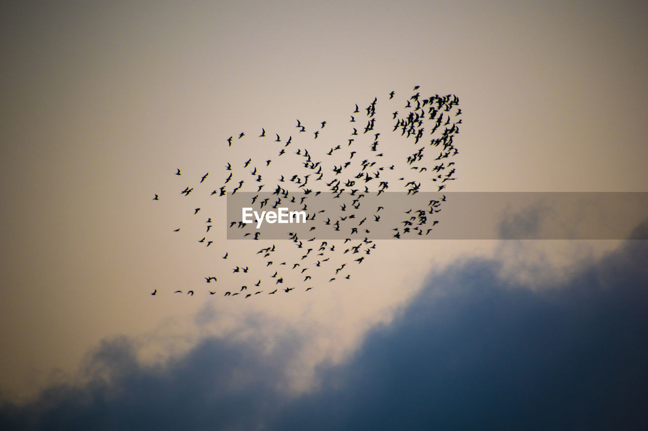 Low angle view of birds flying in sky