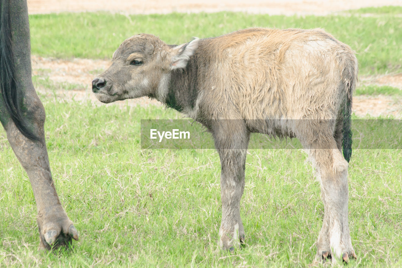 portrait of cow on field