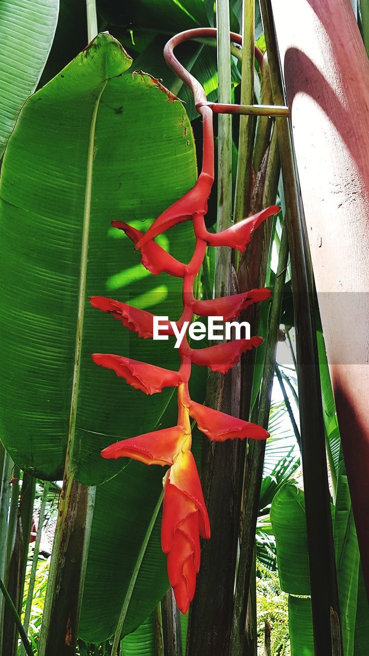 CLOSE-UP OF RED FLOWERING PLANT HANGING