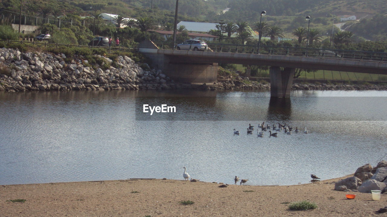 View of swans on bridge over river