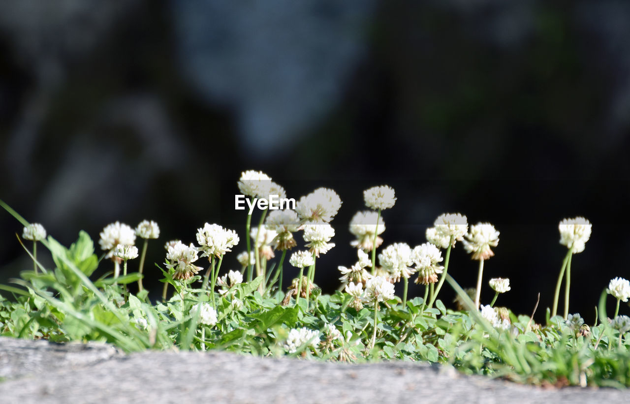 plant, flower, flowering plant, nature, green, freshness, beauty in nature, grass, selective focus, growth, no people, macro photography, fragility, leaf, close-up, white, springtime, land, outdoors, day, flower head, summer, blossom, botany, field, wildflower, food, focus on foreground, environment, inflorescence, vegetable, landscape, sunlight, tranquility