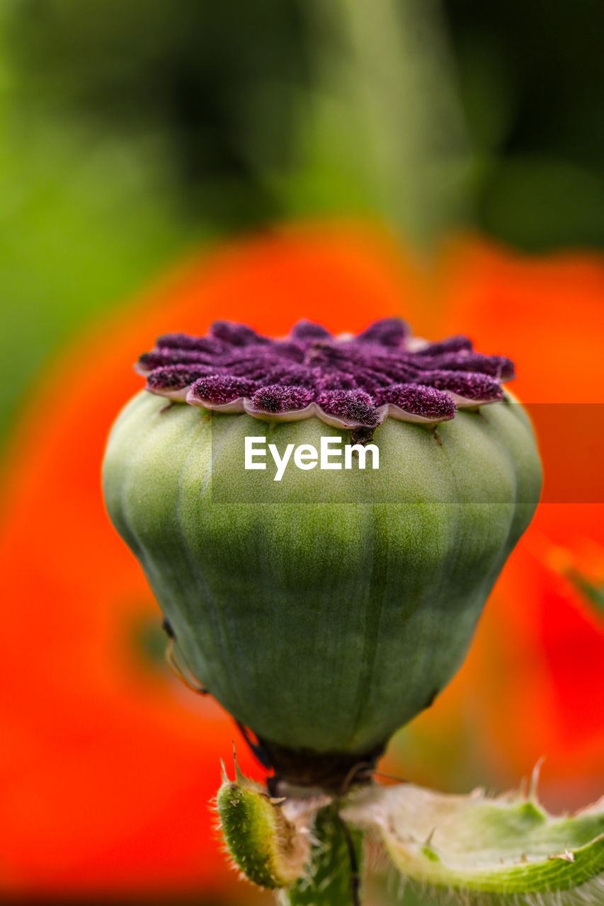 Beautiful poppy flower against green and red background